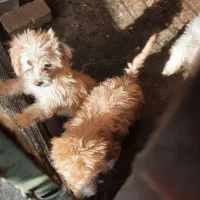 سگ شیتزو اماده تربیت|سگ|کاشان, فاز ۲ ناجی آباد|دیوار