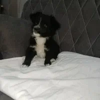 توله پاکوتاه نر|سگ|هشتگرد, تهران دشت|دیوار