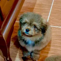 واگذاری سگ پامرانین|سگ|نوشهر, |دیوار