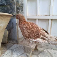 مرغ لاری ،رنگ خاص ،وارداتی از عراق|حیوانات مزرعه|تهران, امیر بهادر|دیوار