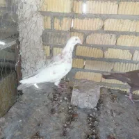 نروماده منز|پرنده|شیراز, زرهی|دیوار