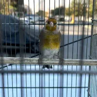 سره قناری مست|پرنده|کهریزک, |دیوار