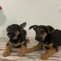 فروش دو توله ماده ژرمن اصل