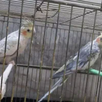 جفت عروس هلندی|پرنده|بیرجند, |دیوار