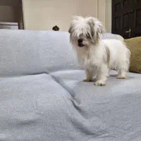 ماده شیتزو دو ساله|سگ|کرج, مهرویلا جنوبی|دیوار