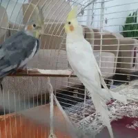 خرگوش.عروس هلندی|موش و خرگوش|کرج, کمال‌شهر|دیوار