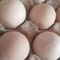 تخم مرغ محلی نطفه دار
