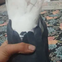 جفت زاغ دم سفید کلایی|پرنده|جیرفت, |دیوار