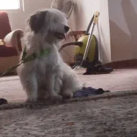 شیتزو|سگ|سبزوار, عظیمیان|دیوار