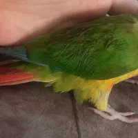 گرینچیک دستی و مهربون