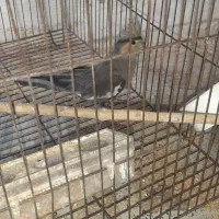 مرغ عشق و  یک عدد عروس هلندی ماده|پرنده|فیروزآباد (فارس), |دیوار