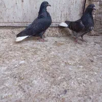 کفتر زاغ دم سفید