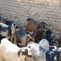 بز بومی جوان در کاشان|حیوانات مزرعه|قم, امامزاده ابراهیم|دیوار