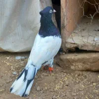 چند عدد کبوتر