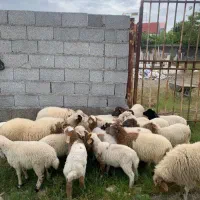 فروشی