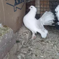 کفتر دم چتری کاکلی|پرنده|مشهد, کوی المهدی|دیوار