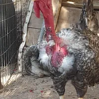 مرغ وخروس وزن بالا