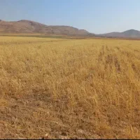 فروش کاه دیم تحویل در انبار|حیوانات مزرعه|قره چای, |دیوار