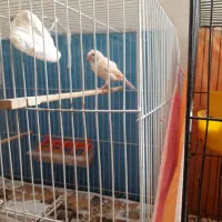 قناری ماده اماده