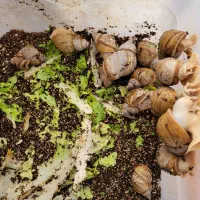 واگذاری حلزون