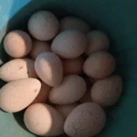 تخم نطفه دار بوقلمون