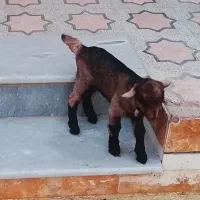 بز غاله