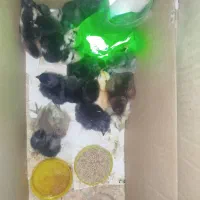 جوجه های مرندی،ایام سمانی و مرندی