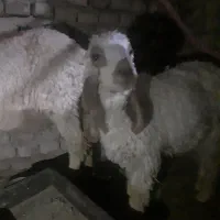 میش مری و بره نر