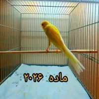 قناری رسمی بلند
