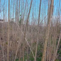 نهال صنوبر اصلاح شده با کیفیت