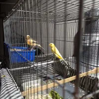 عروس هلندی و قناری|پرنده|مرودشت, ژیان|دیوار