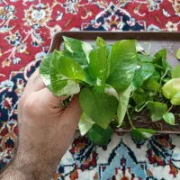 قلمه پتوس .برگ ارغونی.سینگیوم.سانسوریا