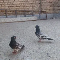کبوتر کله سیاه