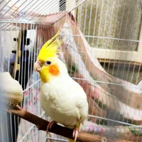 عروس هلندی جفت مولد 6 عدد|پرنده|بندر دیر, |دیوار