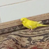 مرغ عشق