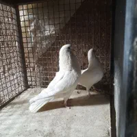 کفتر|پرنده|محلات, |دیوار