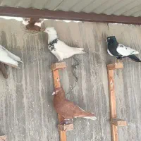 رنگی دوری سفت