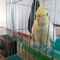 عروس هلندی