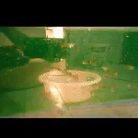 گوپی کوی بالن مولد گرید b