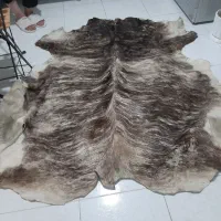 پوست گاو طبیعی|گلیم، جاجیم، گبه|تهران, نبی اکرم|دیوار