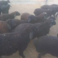 فروش بره نر و ماده