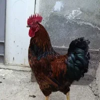 خروس