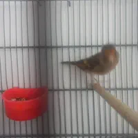 سهره قناری|پرنده|تهران, افسریه جنوبی|دیوار