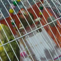 طوطی برزیلی جفت