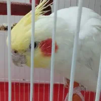 عروس هلندی نر فوری|پرنده|پیشوا, |دیوار