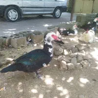 تخم اردک اسراییلی نطفه دار