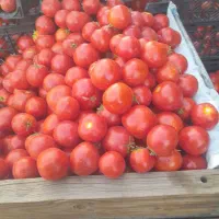 گوجه ربی شیراز وسط قرمز بدون تخمه|خوردنی و آشامیدنی|اصفهان, شهرک کاوه|دیوار