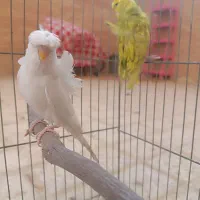 مرغ عشق پروانه ای|پرنده|شاهینشهر, فدک|دیوار