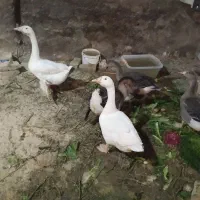 قوغاز اکراینی و آفریقایی