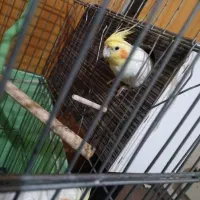 یک جفت عروس تخم گزار